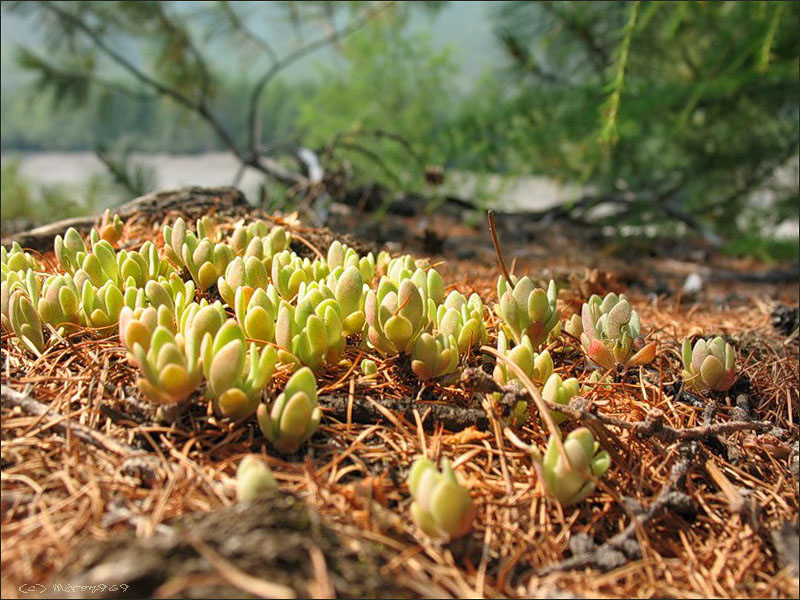 Изображение особи Hylotelephium cyaneum.