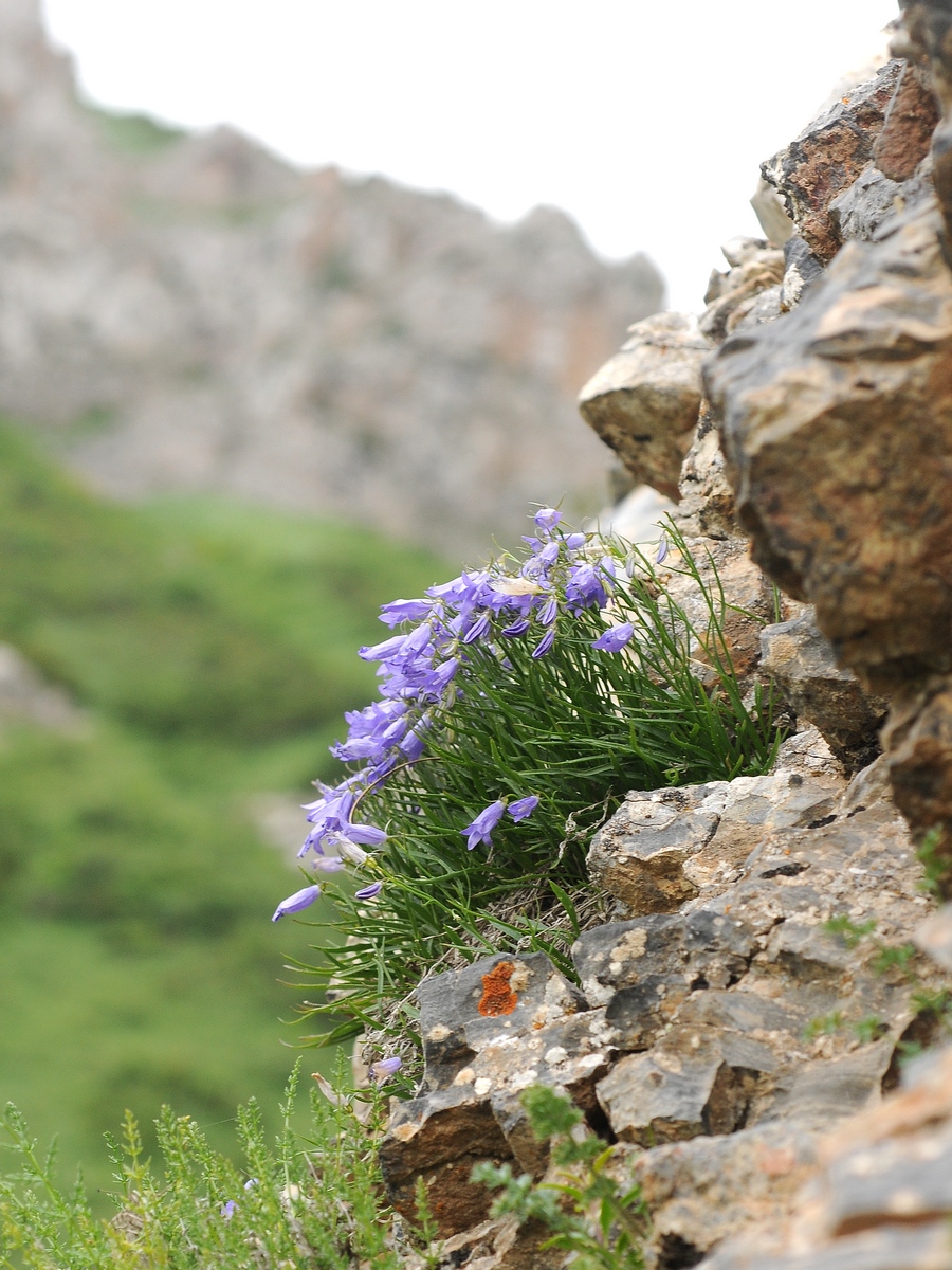 Изображение особи Campanula capusii.