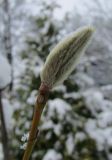 Magnolia salicifolia. Цветочная почка. Московская обл., в культуре. 19.11.2016.