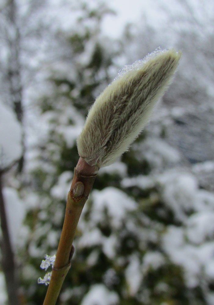 Image of Magnolia salicifolia specimen.