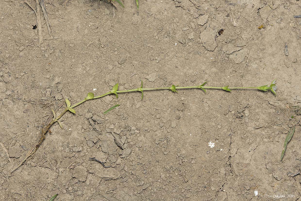Image of Arenaria serpyllifolia specimen.
