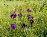Iris ensata