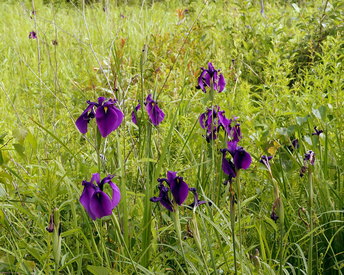 Изображение особи Iris ensata.