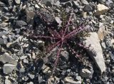 Sonchus oleraceus