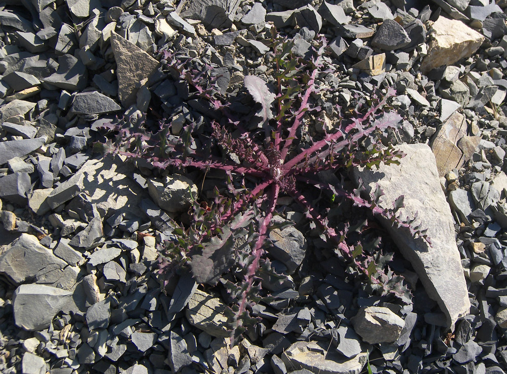 Изображение особи Sonchus oleraceus.