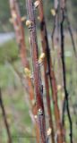 Spiraea douglasii