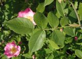 genus Rosa