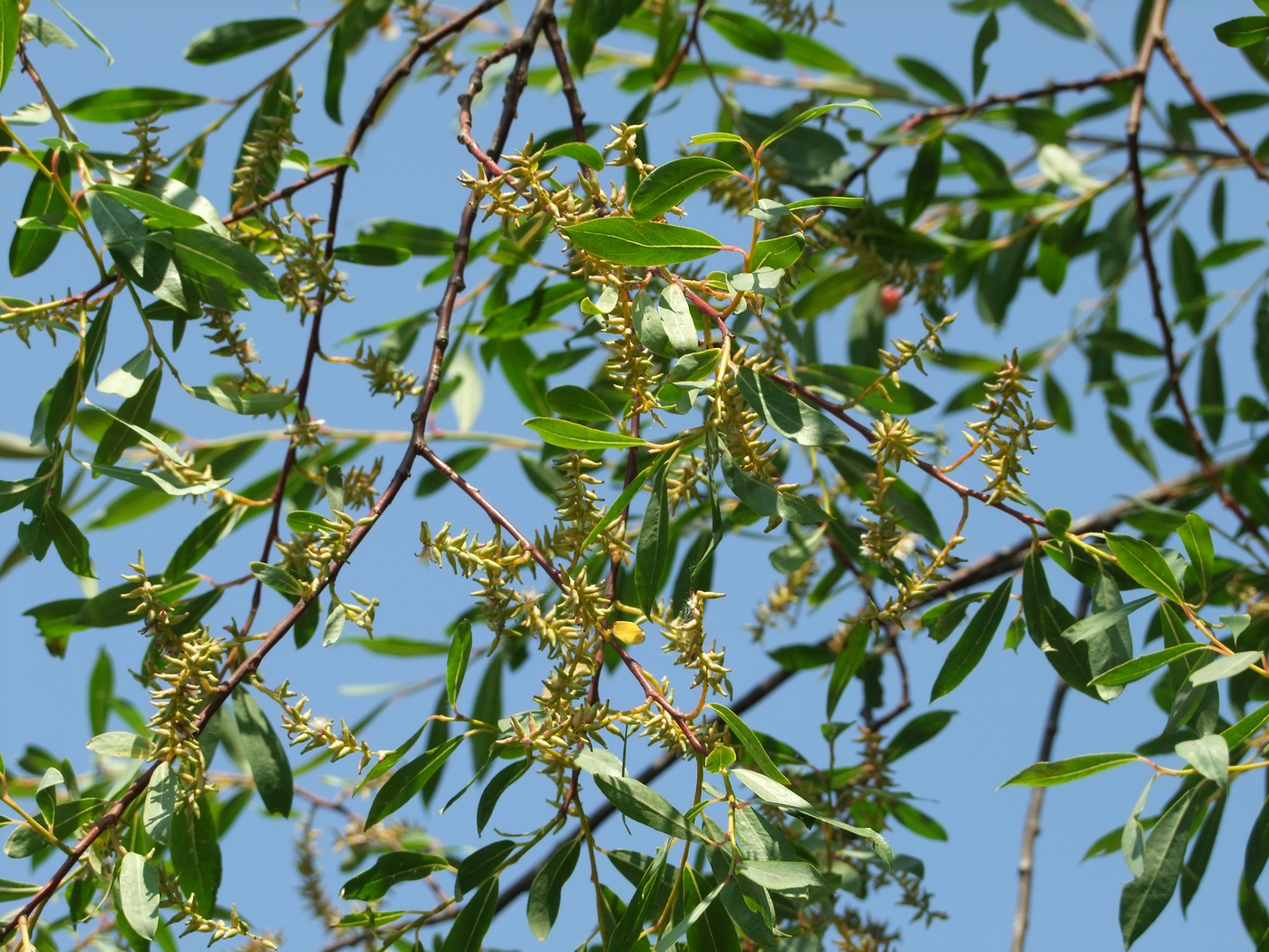 Изображение особи Chosenia arbutifolia.