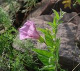 Calystegia dahurica. Верхушка цветущего растения. Иркутская обл., Шелеховский р-н, окр. с. Шаманка, на осыпи у подножия Шаманского утёса. 07.07.2016.