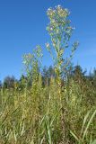 Conyza canadensis