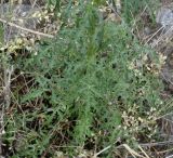 Verbascum roripifolium