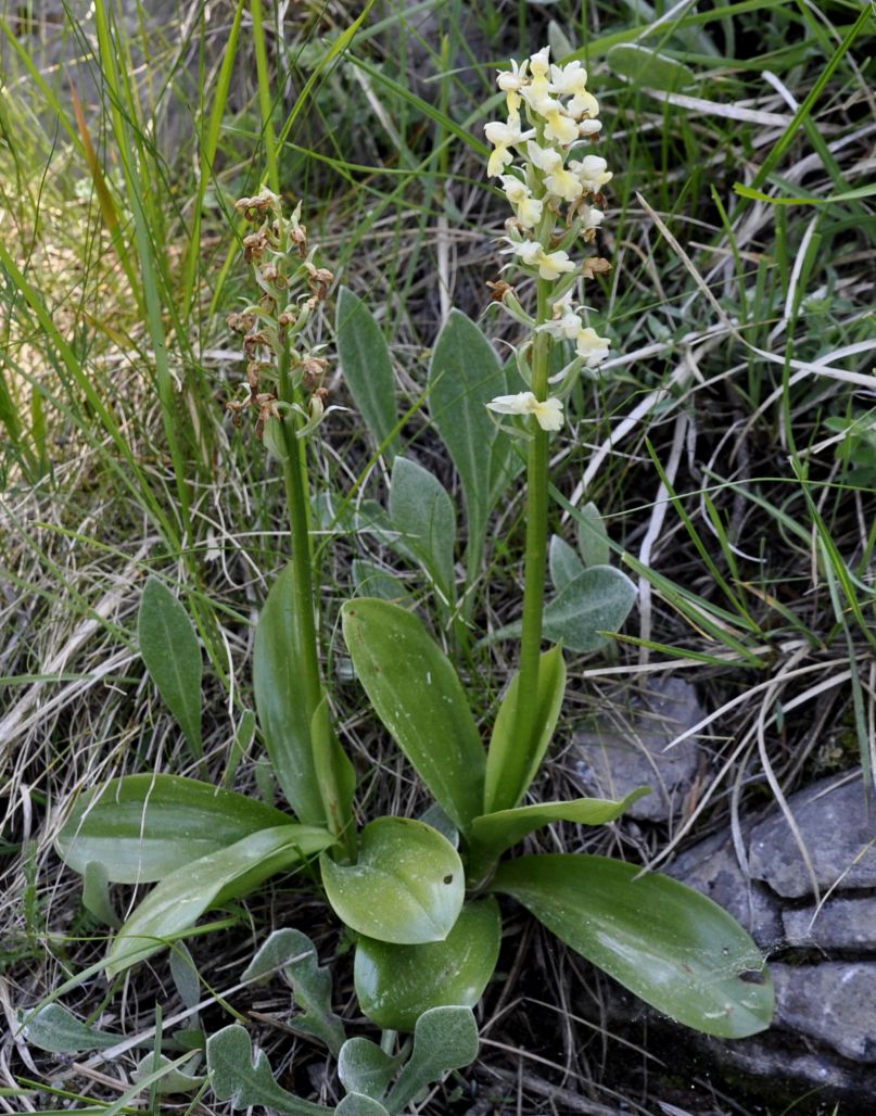 Image of Orchis pallens specimen.