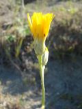 Crepis pannonica. Верхушка побега с соцветием-корзинкой. Ульяновская обл., Карсунский р-н, окр. с. Теньковка, гряда мергелисто-меловых склонов к р. Урень и её правому притоку к северу и востоку от села. 7 июля 2015 г.