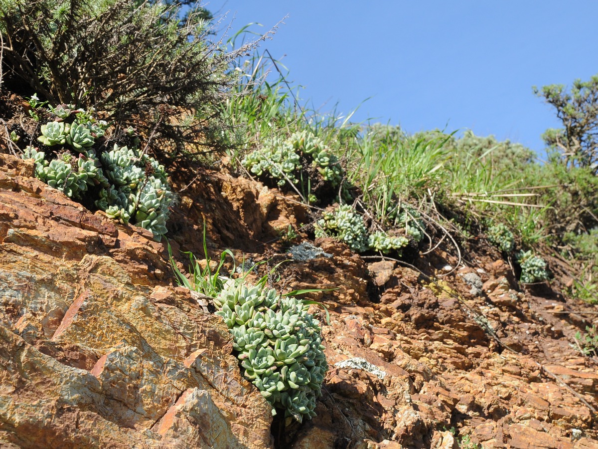 Изображение особи Dudleya farinosa.