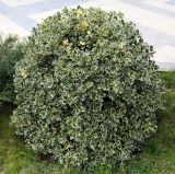 Ilex aquifolium