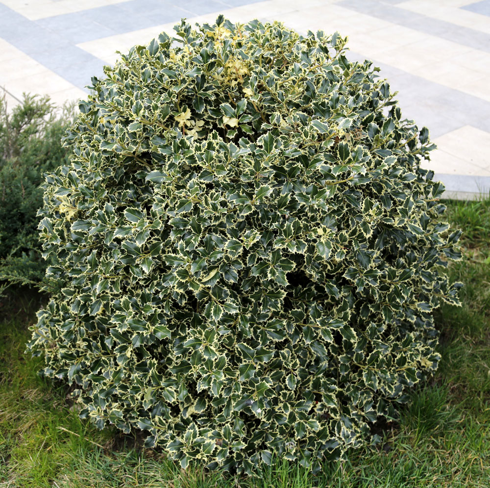 Image of Ilex aquifolium specimen.