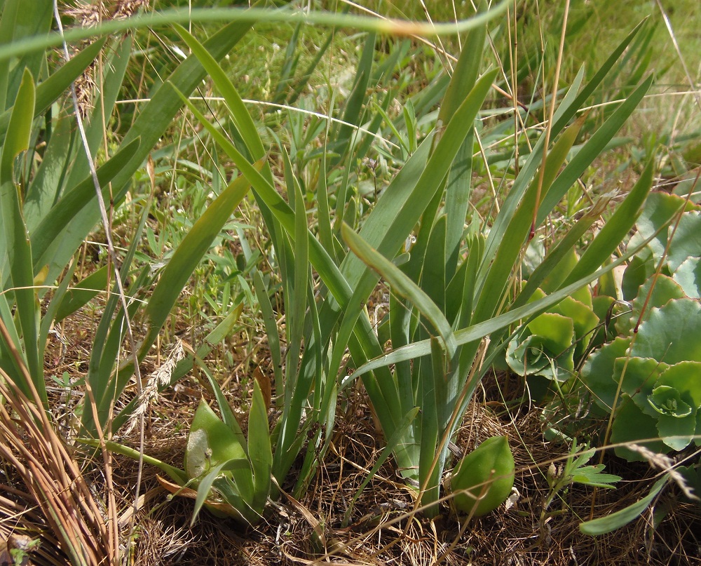 Изображение особи Iris pumila.