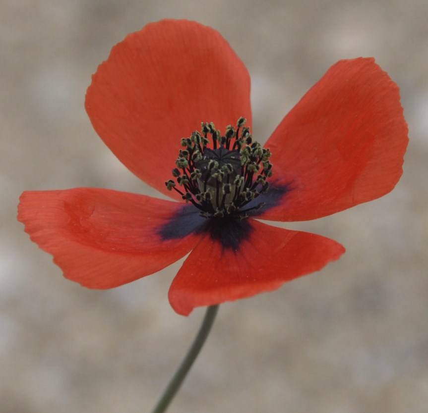 Изображение особи Papaver lecoqii.