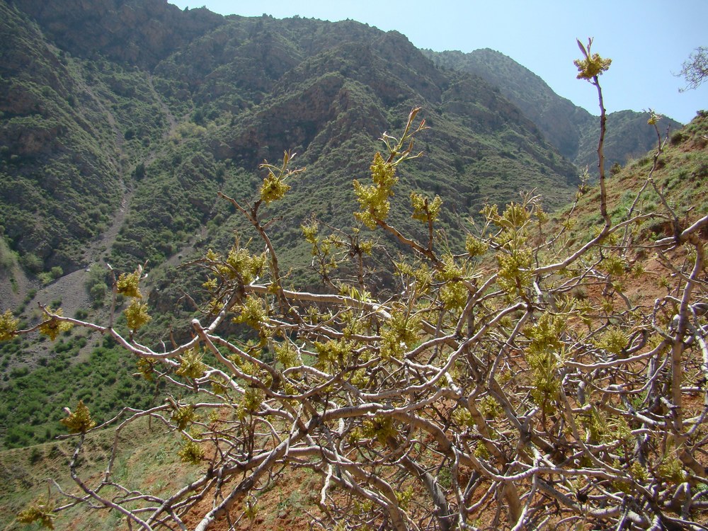 Image of Pistacia vera specimen.