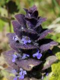 Ajuga pyramidalis