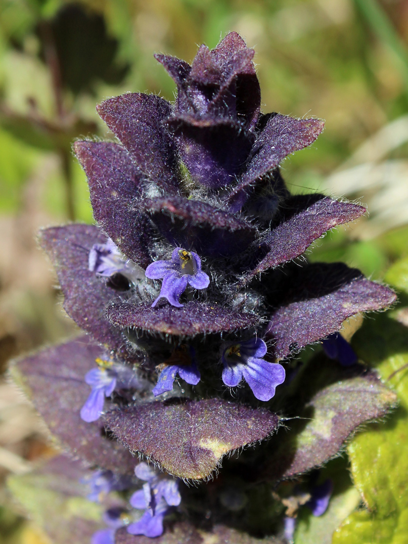 Image of Ajuga pyramidalis specimen.