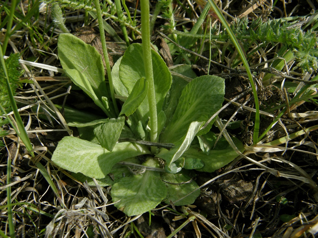 Изображение особи Primula farinosa.