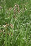 Hierochloe odorata