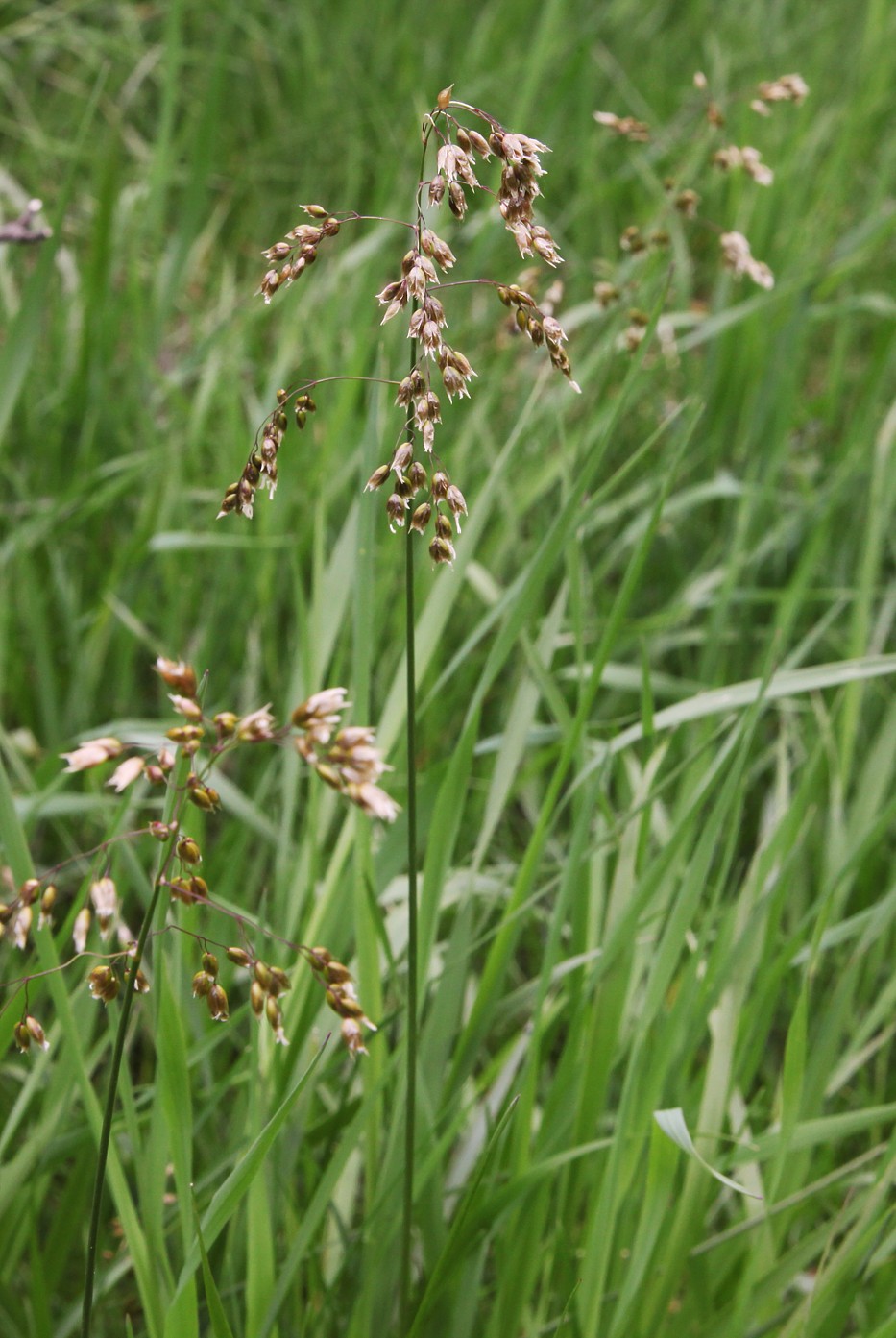 Image of Hierochloe odorata specimen.