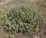 Ballota pseudodictamnus