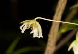 Stellaria holostea. Вскрывшийся плод с семенами. Молдова, Оргеевский р-н, с. Ватич, окраина дубово-грабового леса. 28.05.2017.