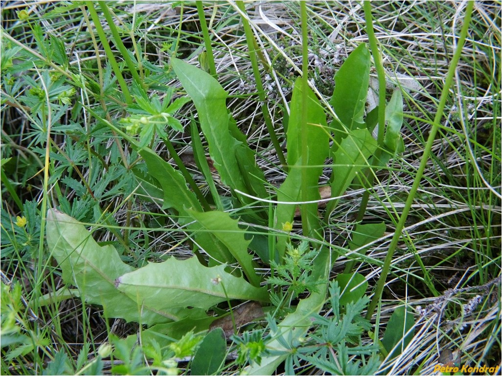 Изображение особи Leontodon hispidus ssp. hastilis.