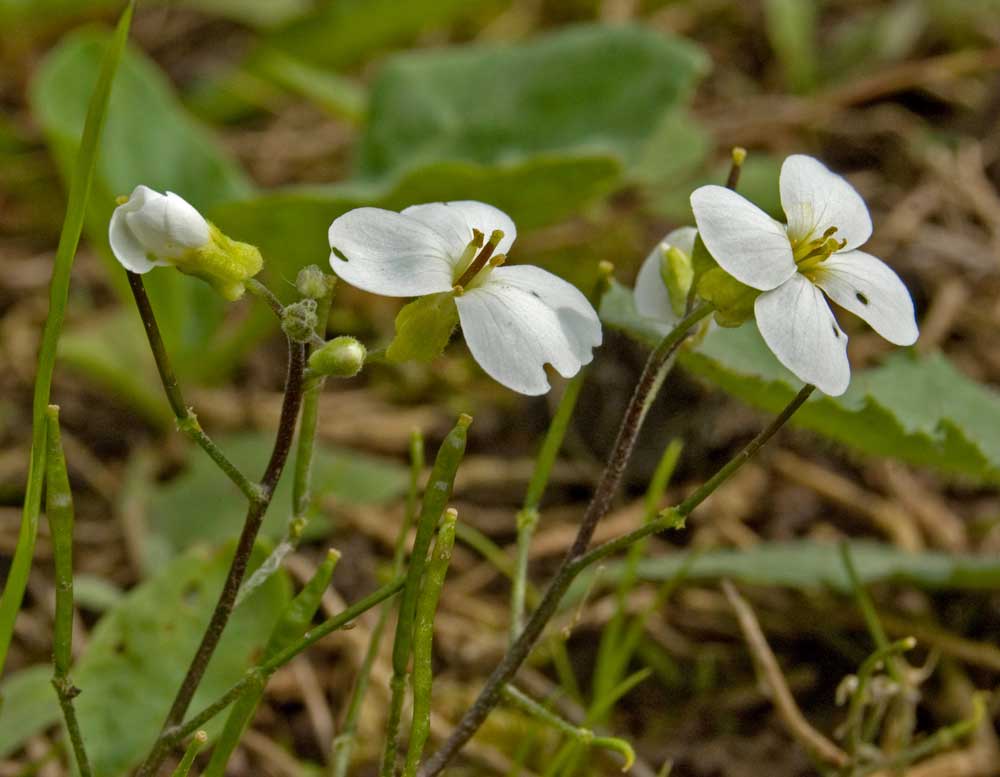 Изображение особи Arabis caucasica.