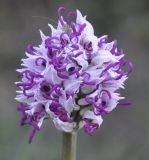 Image of taxon representative. Author is Роланд Цандекидис