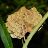 Gomphocarpus physocarpus