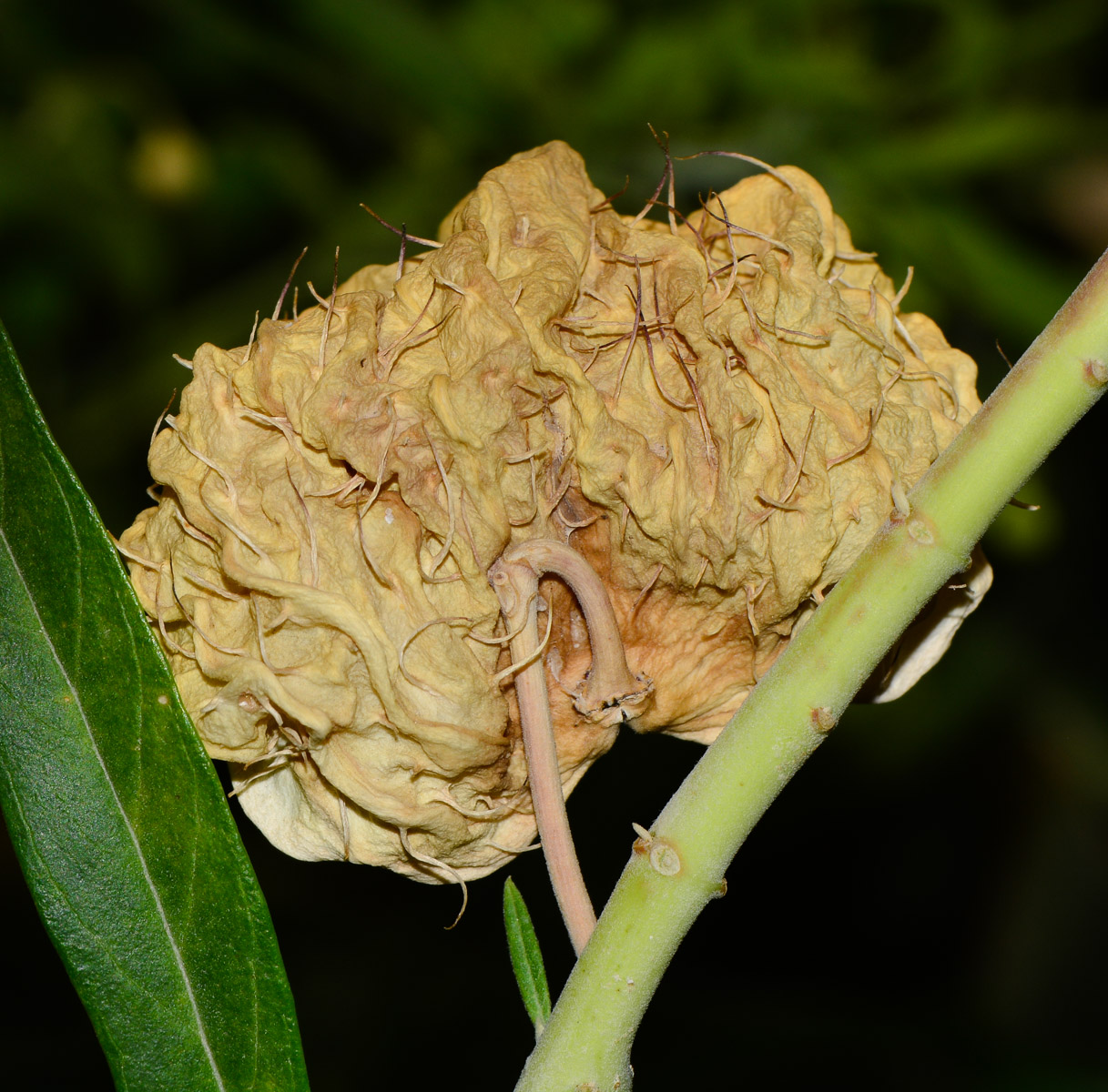 Image of Gomphocarpus physocarpus specimen.