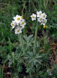 Anemonastrum crinitum