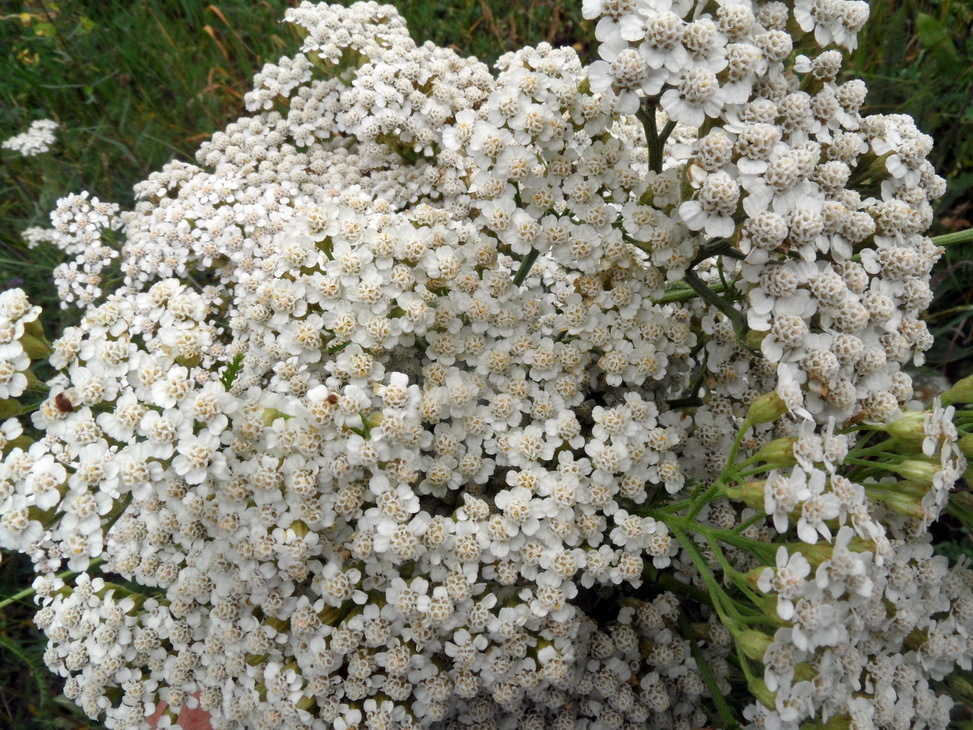 Изображение особи род Achillea.