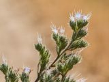 Echium biebersteinii. Верхушка цветущего растения. Краснодарский край, Темрюкский р-н, окр. пос. Кучугуры, на вершине берегового глинистого склона. 08.07.2017.