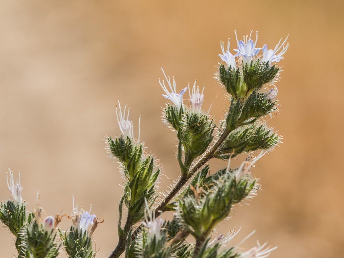 Image of Echium biebersteinii specimen.