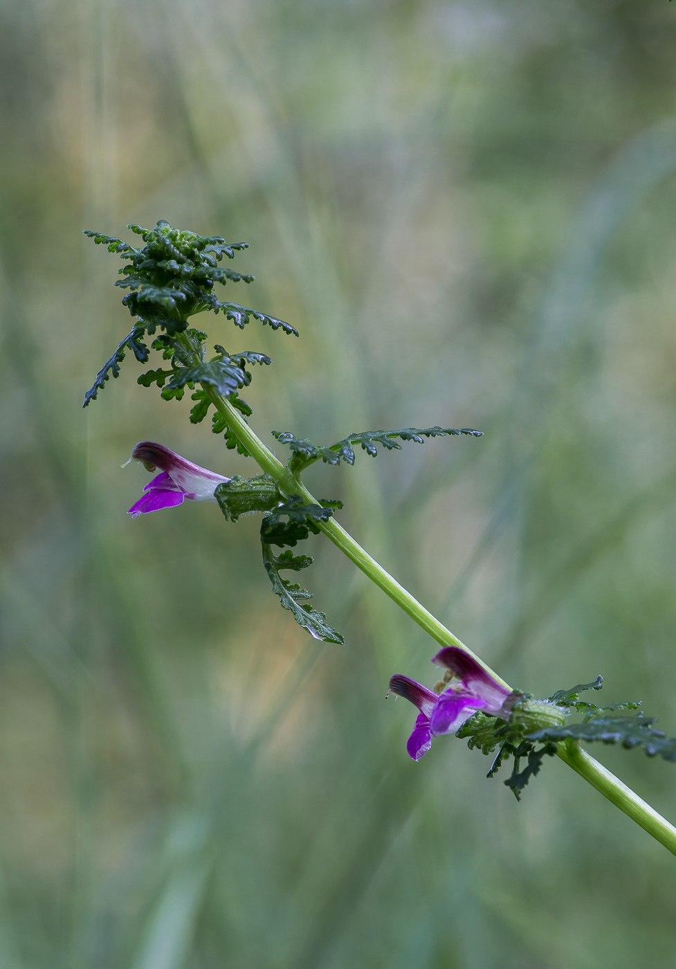 Изображение особи Pedicularis palustris.