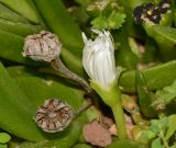 Glottiphyllum linguiforme