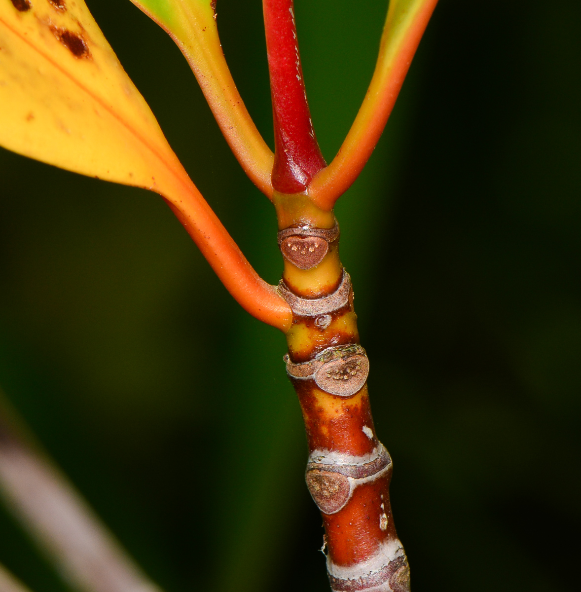 Изображение особи Rhizophora apiculata.