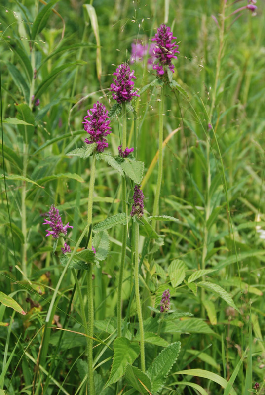 Изображение особи Betonica officinalis.