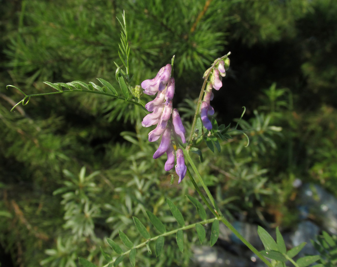 Image of Vicia cracca specimen.
