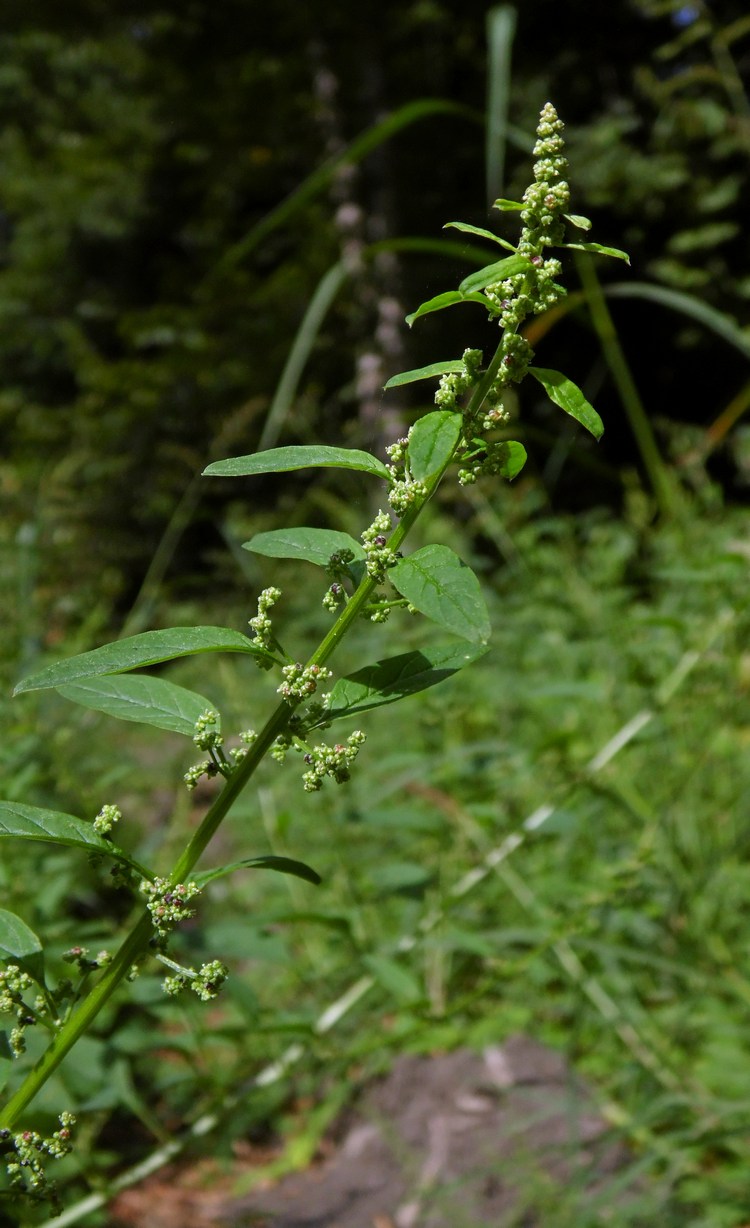 Изображение особи Lipandra polysperma.