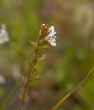 genus Euphrasia. Верхушка цветущего растения. Северный Урал, Пермский край, правый берег р. Язьва в р-не дер. Ванькова, зарастающий галечник. 19 августа 2017 г.