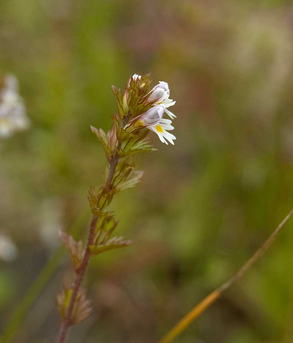 Изображение особи род Euphrasia.