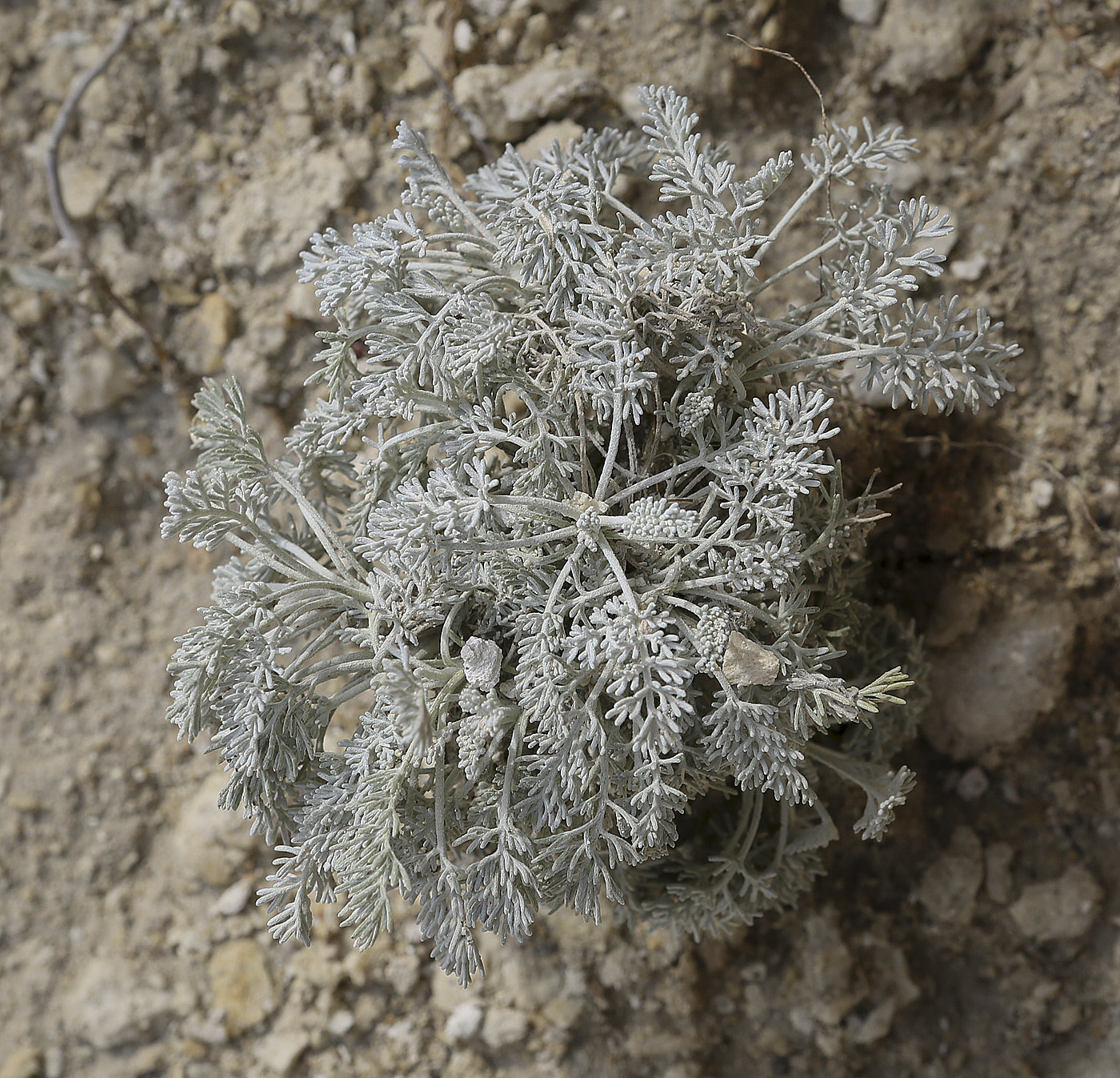 Изображение особи Artemisia lercheana.