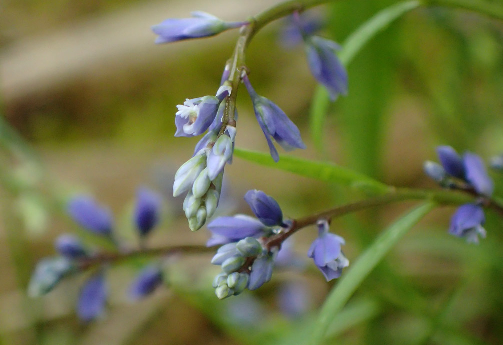 Image of Polygala amarella specimen.