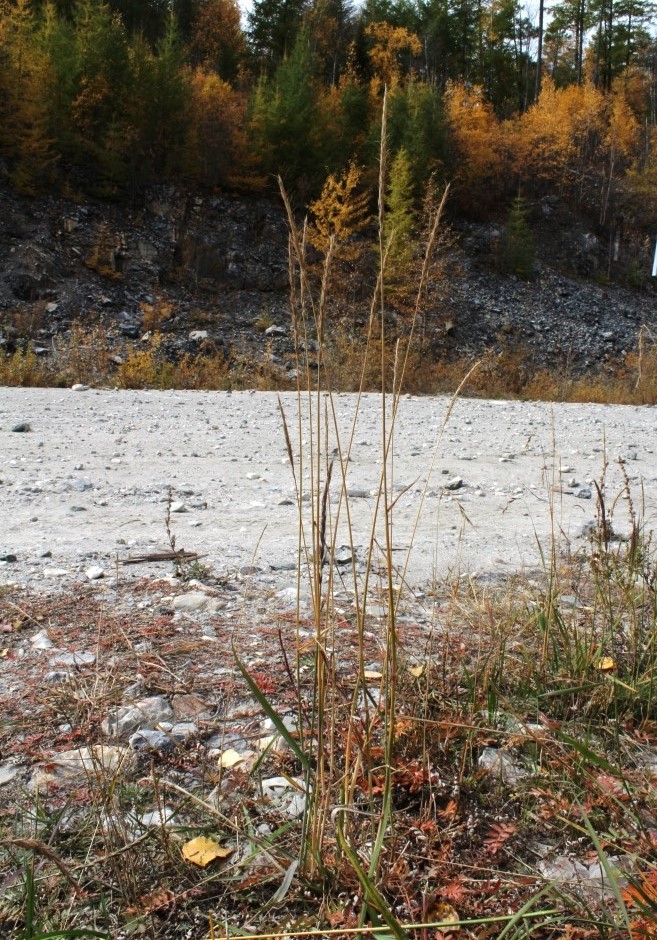 Изображение особи Elymus dahuricus.